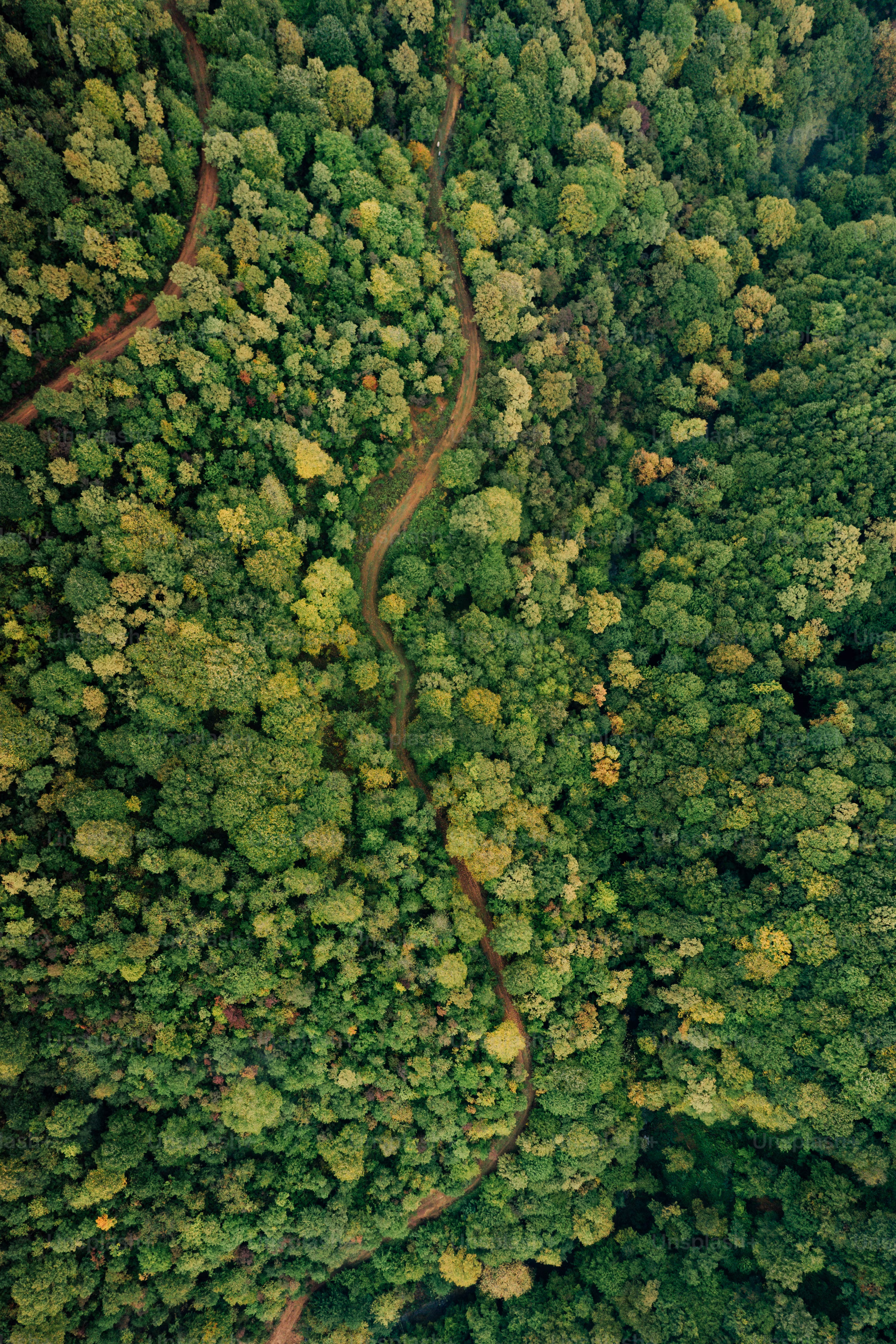 Forêt Andasibe