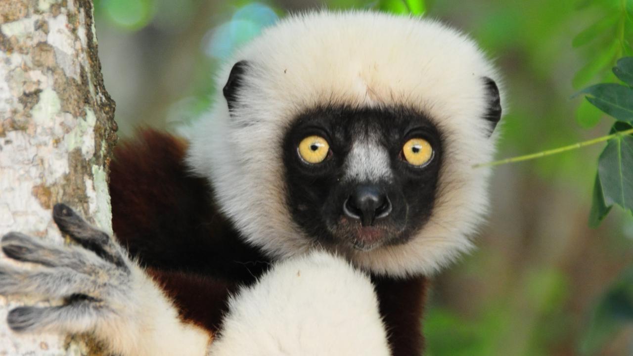 Espèces endémiques — biodiversité Madagascar Better Earth