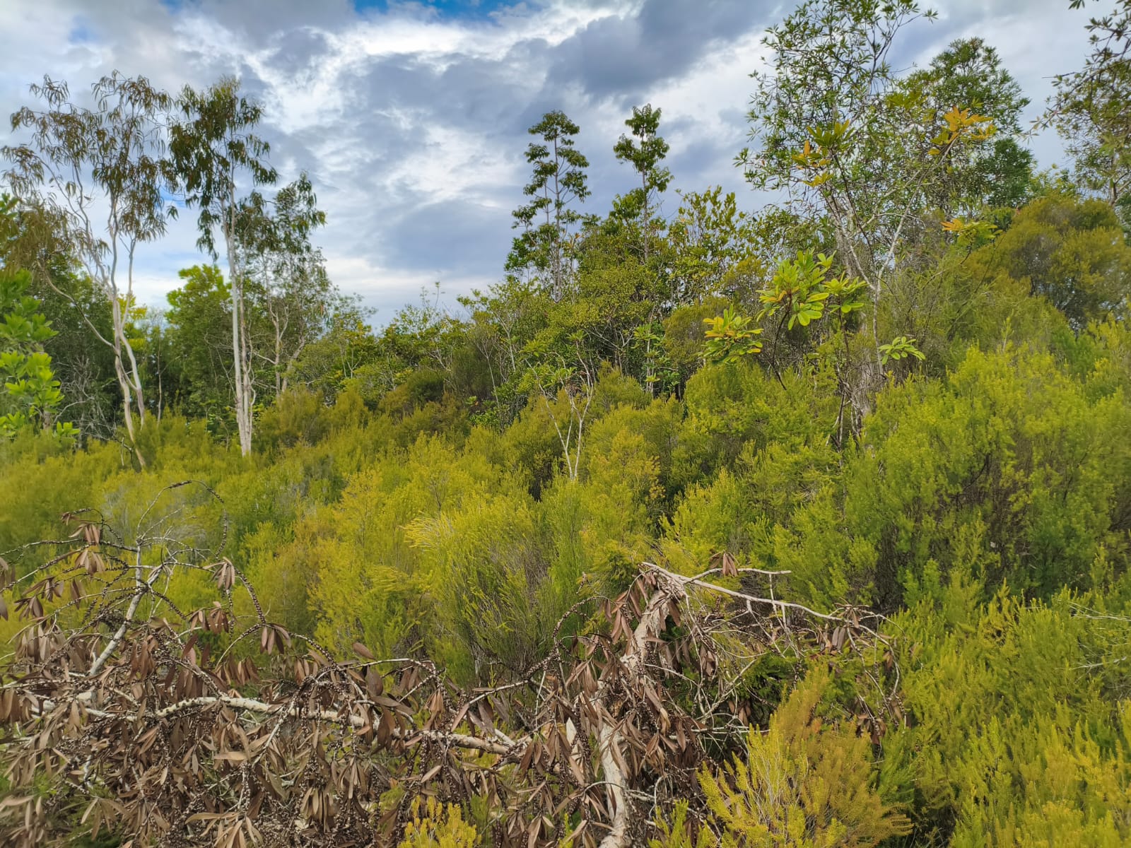 Reforestation Active