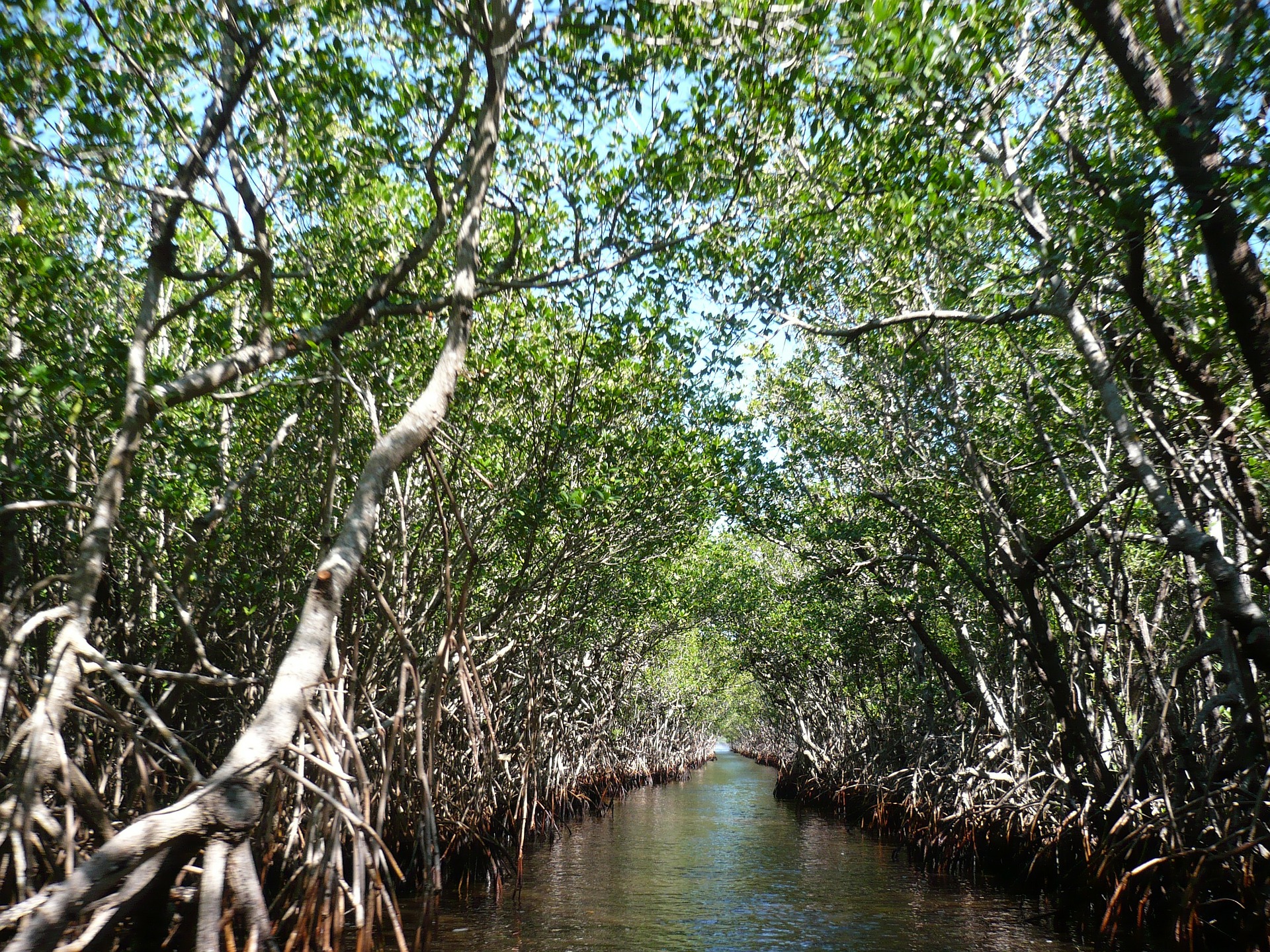 Mangroves de Mahajanga