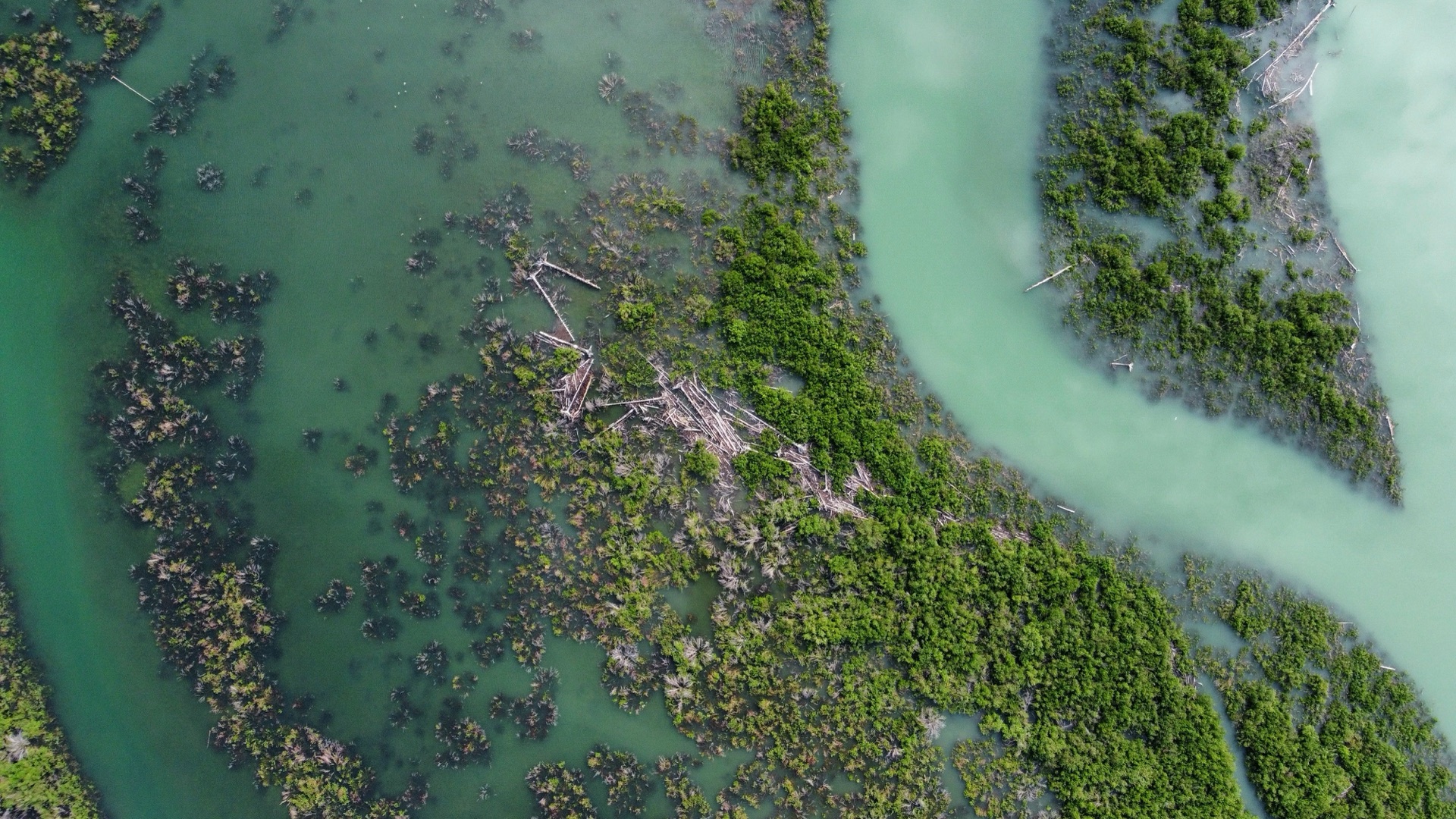 Mangroves Côtières