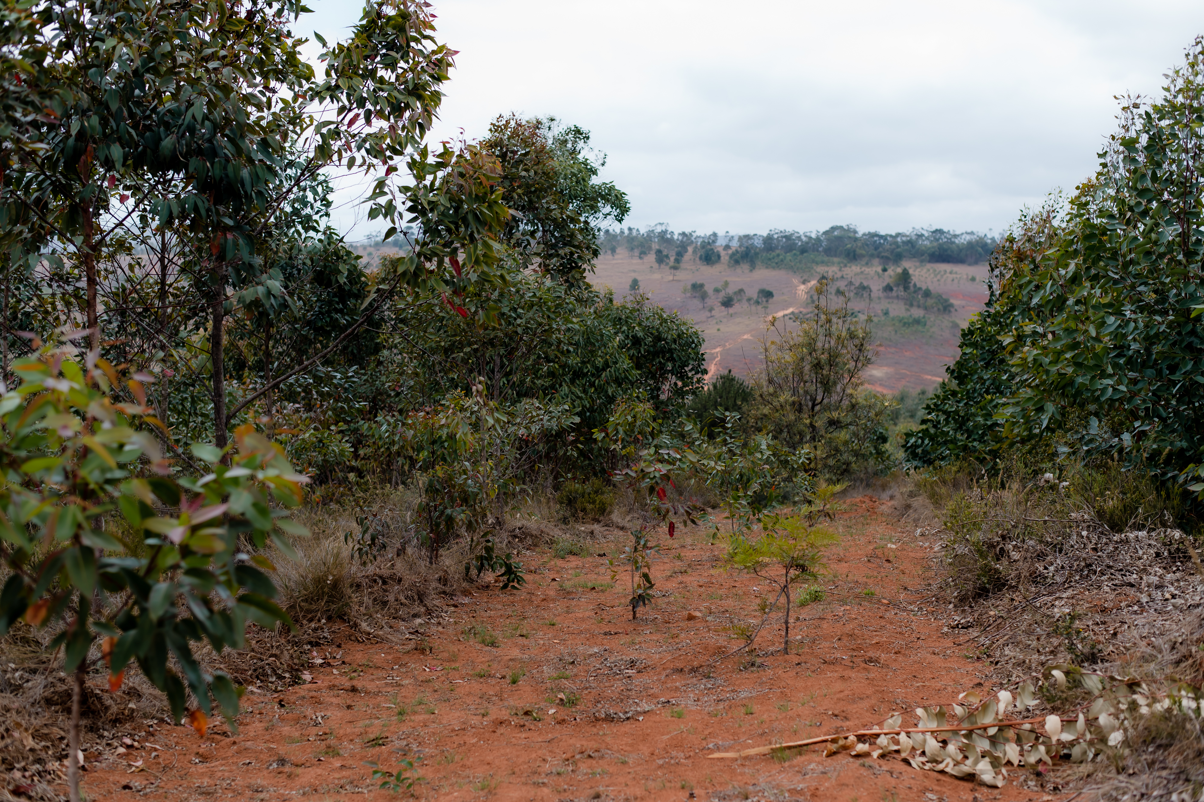 Biodiversité endémique — espèce protégée Better Earth Madagascar